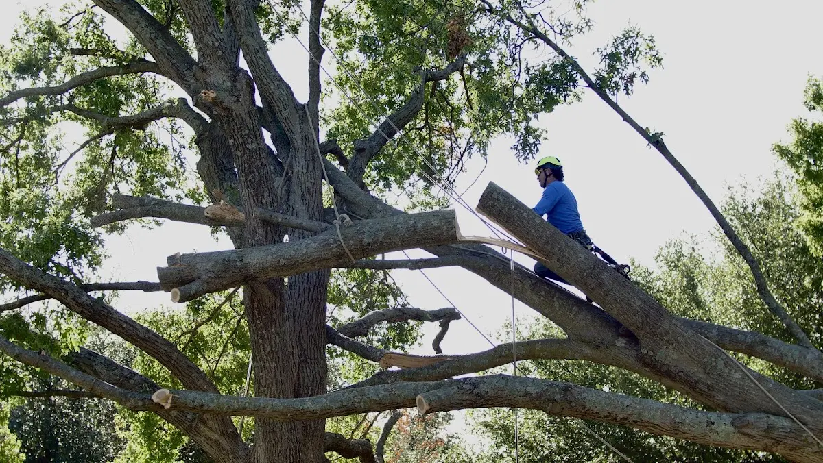 Professional Crown Thinning performed by certified arborists in West Newton