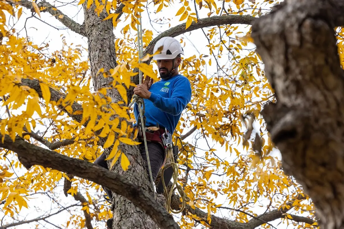 Skilled Tree Pruning crew working in West Newton